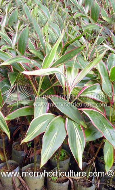 Cordyline terminalis var